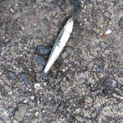 今年最後のショアジギング