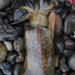 ヤエンでアオリイカ