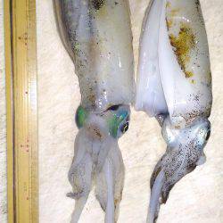 ヤエンでアオリイカ②