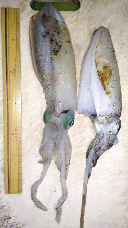 ヤエンでアオリイカ②