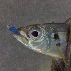 アジ サバ キビレ ガシラ