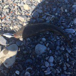 ヒラメ狙いでしたがマゴチの釣果