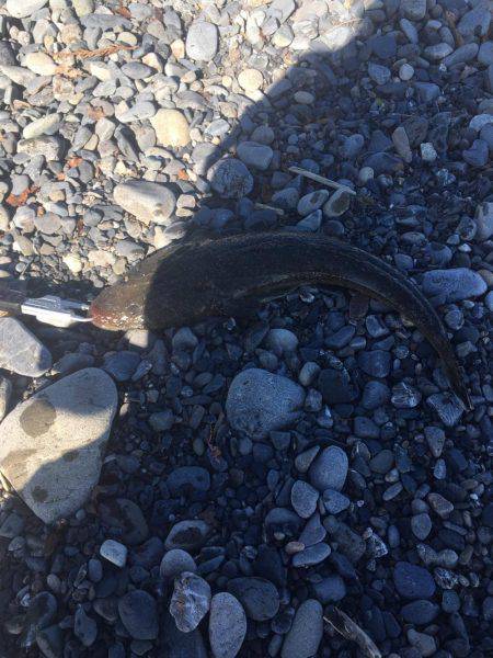 ヒラメ狙いでしたがマゴチの釣果