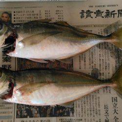 回遊鯵を待ち伏せ攻略