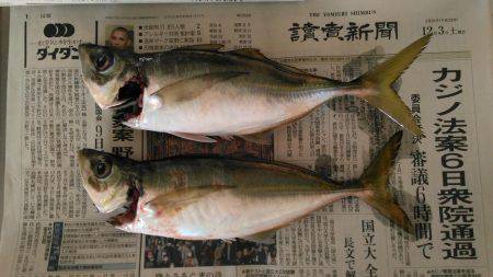 回遊鯵を待ち伏せ攻略