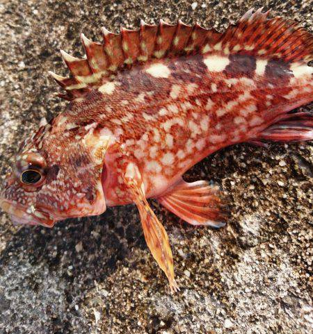 やっぱり…青物撃沈