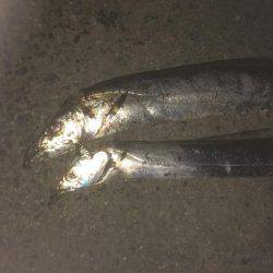 爆風の中なんとか2匹