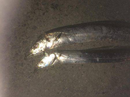 爆風の中なんとか2匹