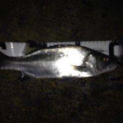 連夜のセイゴ遊び