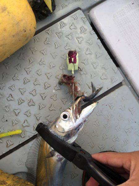 タチウオジギング&テンヤ