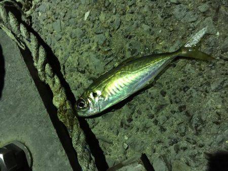 ナイトアジング♪