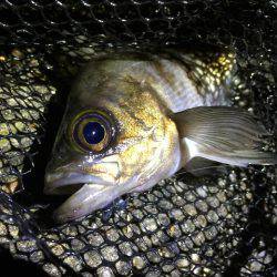 メバリング&アジング釣行