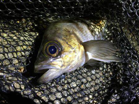 メバリング&アジング釣行