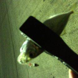 もう直ぐシーズン終了？