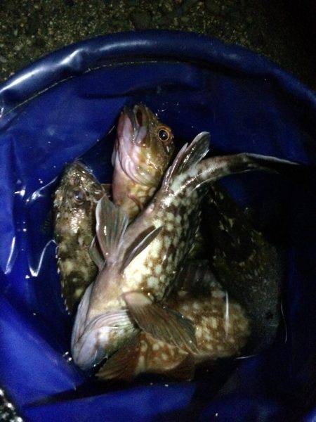 沖向きテトラへ