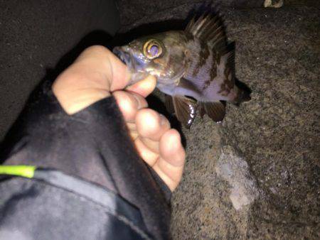 ワインドのちアジング