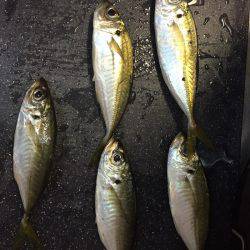 大阪市内でアジング