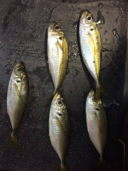 大阪市内でアジング