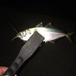 アジングはまだ終わらない！