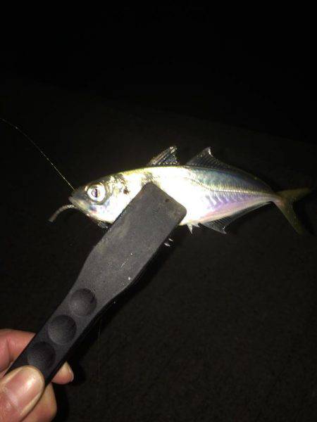 アジングはまだ終わらない！