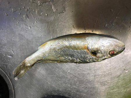 狙ったものは釣れず