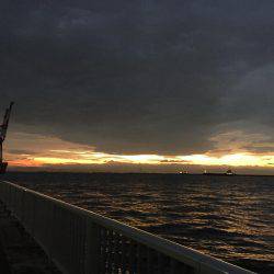 タチウオ高活性