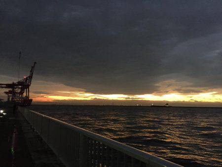 タチウオ高活性