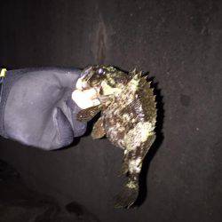 メバリングでシーバス！