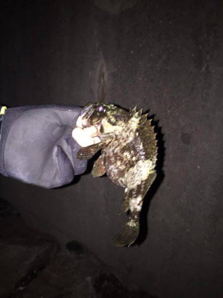 メバリングでシーバス！