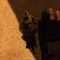 今期初メバリングでまさかのカレイ