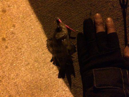 今期初メバリングでまさかのカレイ