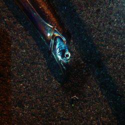 まだまだタチウオ!