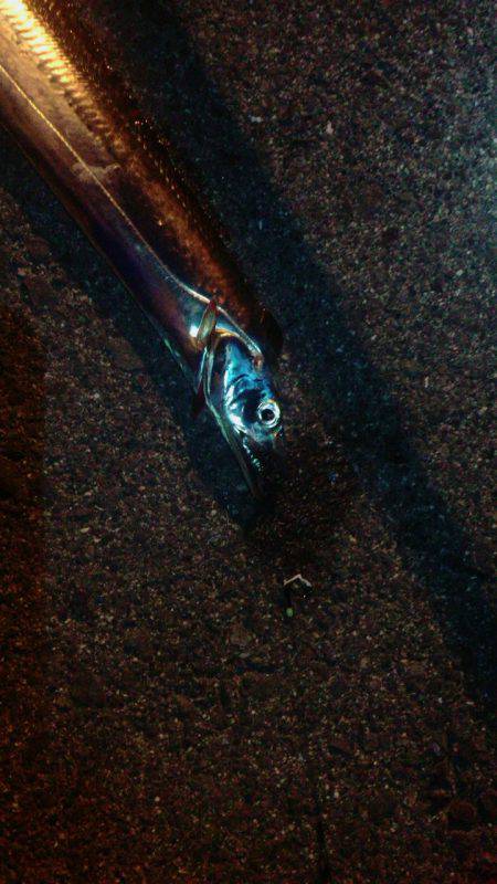 まだまだタチウオ!