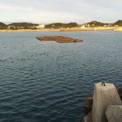 渋いけど探ればいるコウイカ