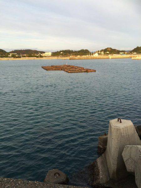 渋いけど探ればいるコウイカ