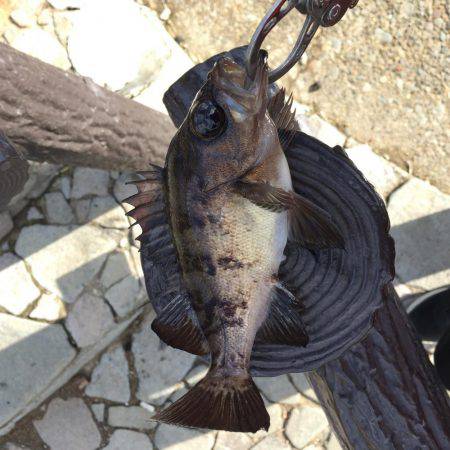 クリスマスメバル