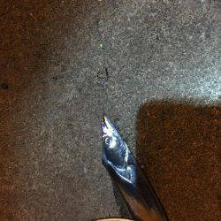 サビキでアジのちワインドでタチウオ