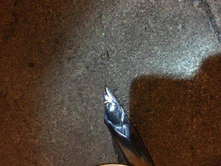 サビキでアジのちワインドでタチウオ