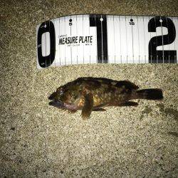 アジング→メバリング