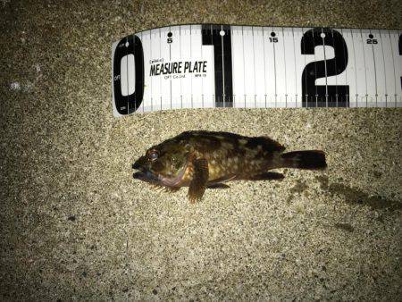 アジング→メバリング