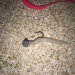 西海橋周辺アジング