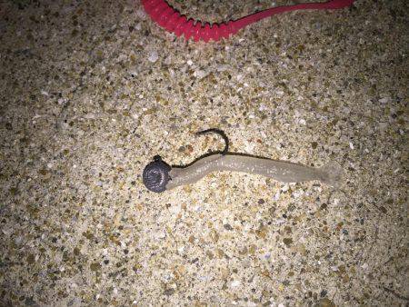 西海橋周辺アジング