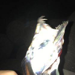 夕まづめルアー