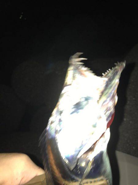 夕まづめルアー