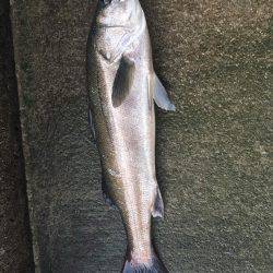 久しぶりにGET！