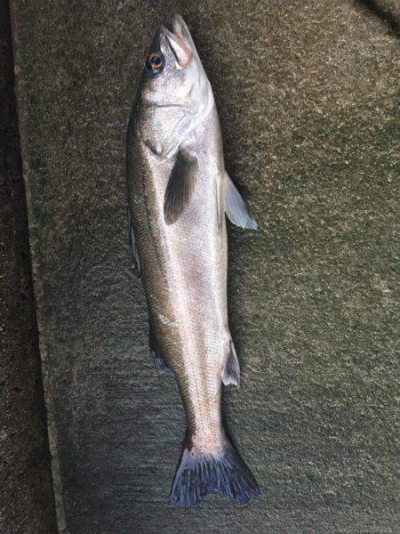 久しぶりにGET！