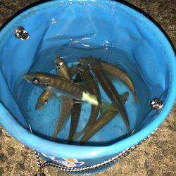 今日も爆釣(^^)/