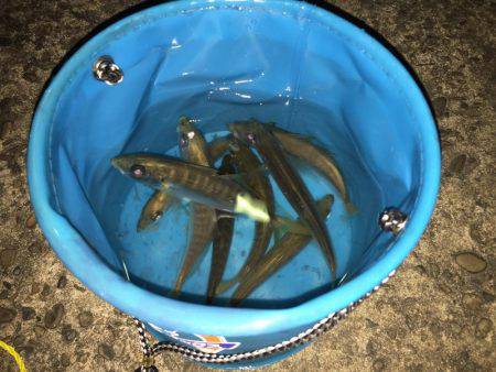 今日も爆釣(^^)/