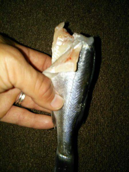 シーバスで太刀魚を釣る