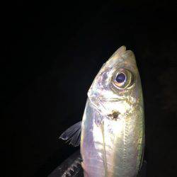 まだまだ釣れます！